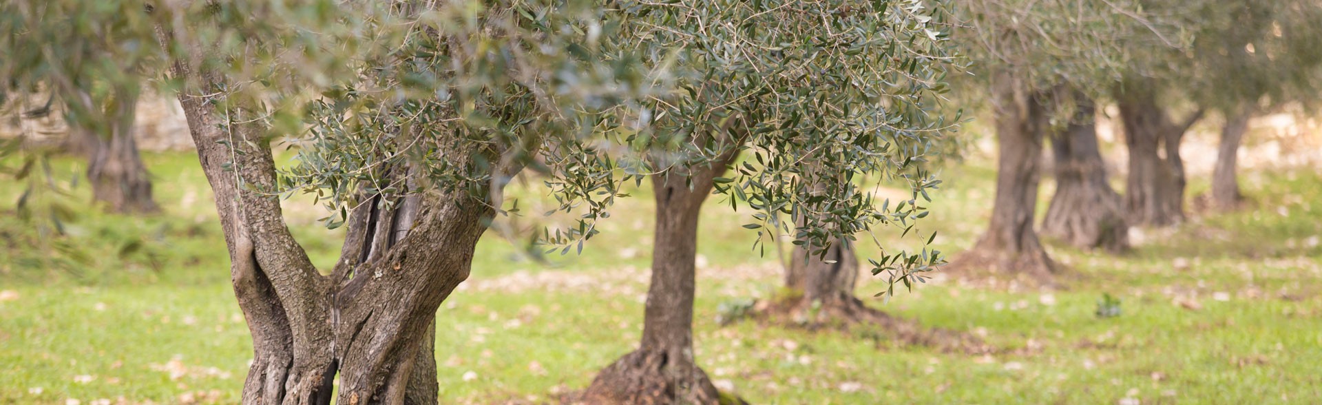 Azienda Agricola Bisceglia